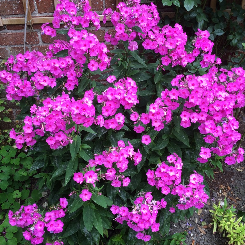 Plant image Phlox paniculata 'Flame Purple Eye'