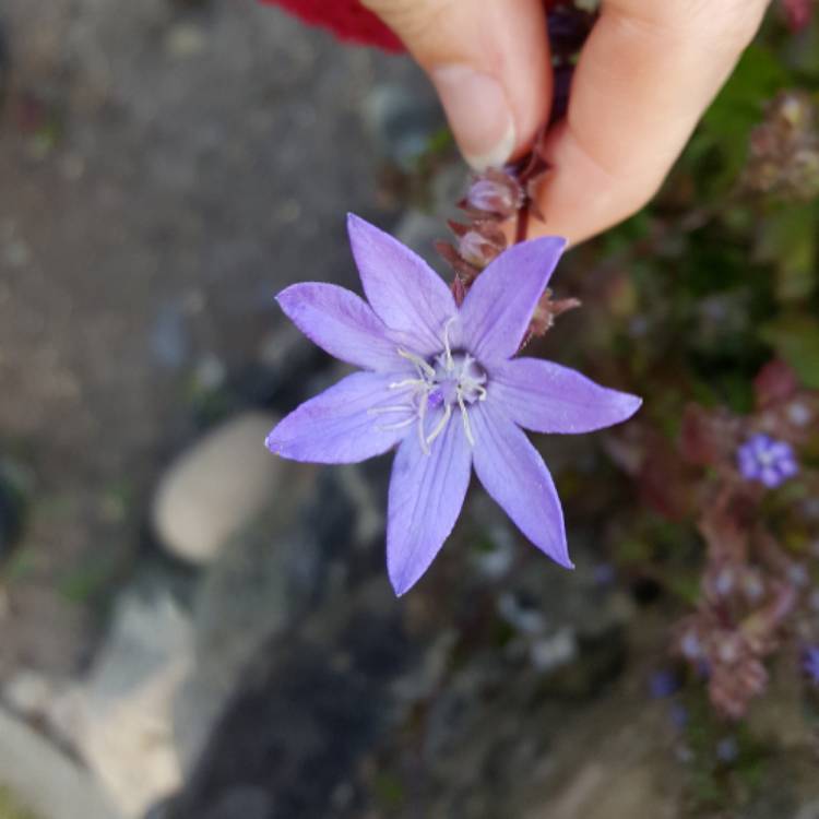 Plant image Scilla bifolia