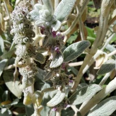 Lamb's Ear