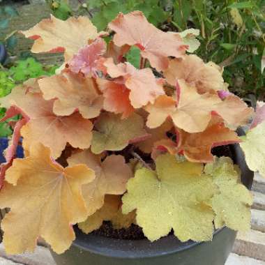Alumroot 'Caramel'