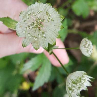 Masterwort 'Madeleine van Bennekom'