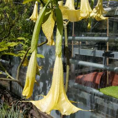 Angel's Trumpet