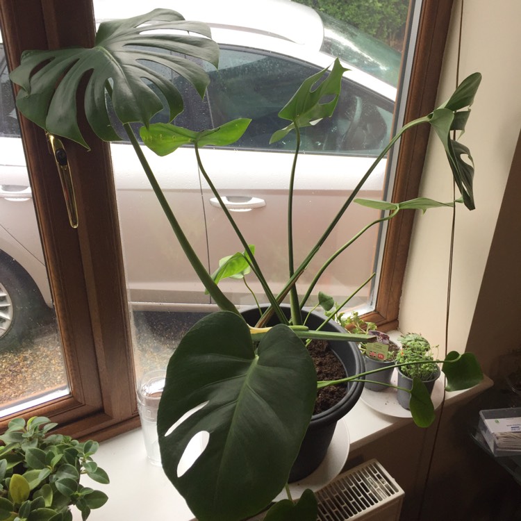 Plant image Monstera deliciosa 'Borsigiana'  syn. Monstera borsigiana