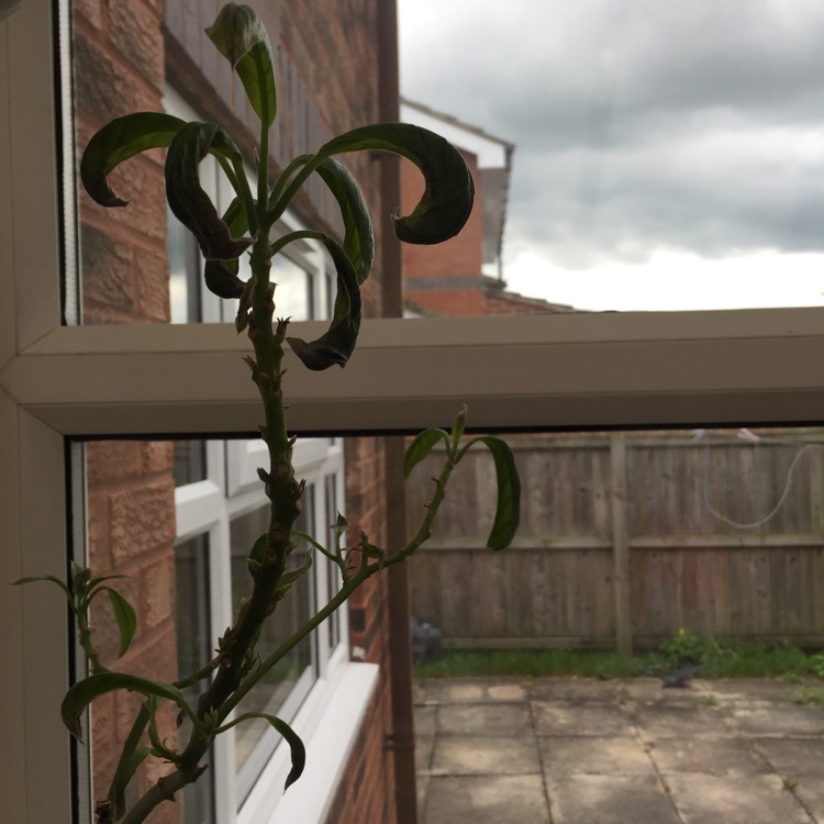 plant image 1079418