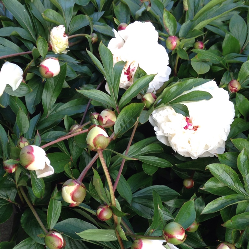 Peony
