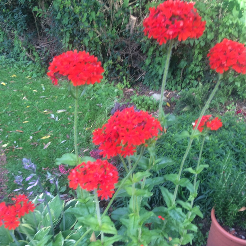Maltese Cross