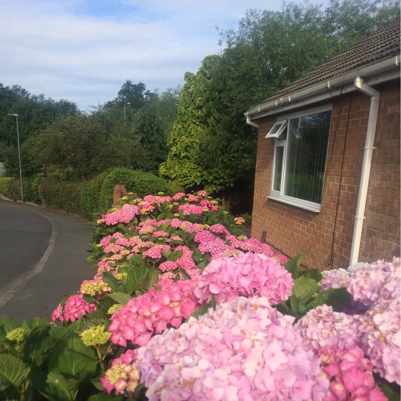 plant image 175287