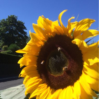 Sunflower