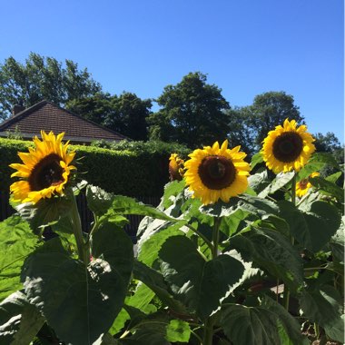 Sunflower