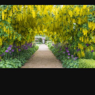 Laburnum