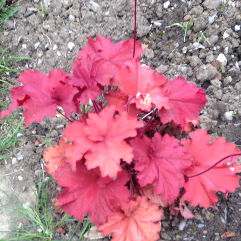 Plant image Heuchera 'Southern Comfort'