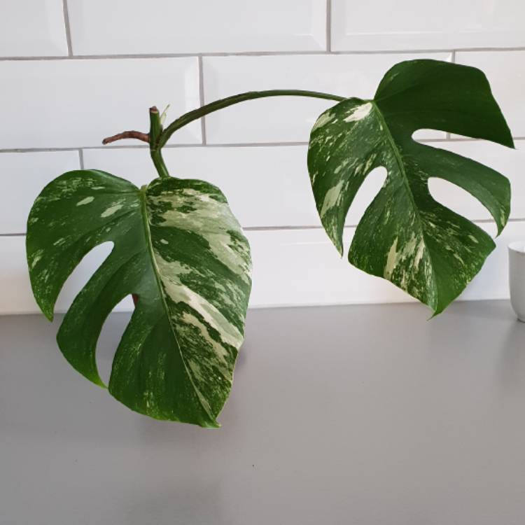 Plant image Monstera deliciosa 'Variegata'