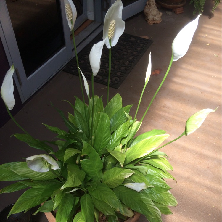 Plant image Lilium candidum
