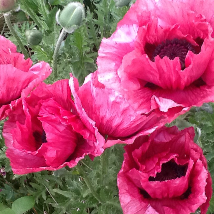 Plant image Papaver orientale 'Fruit Punch' (Mix)