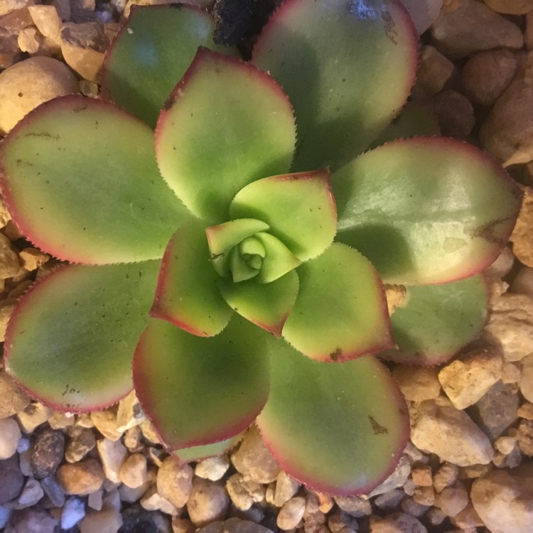 plant image 768718