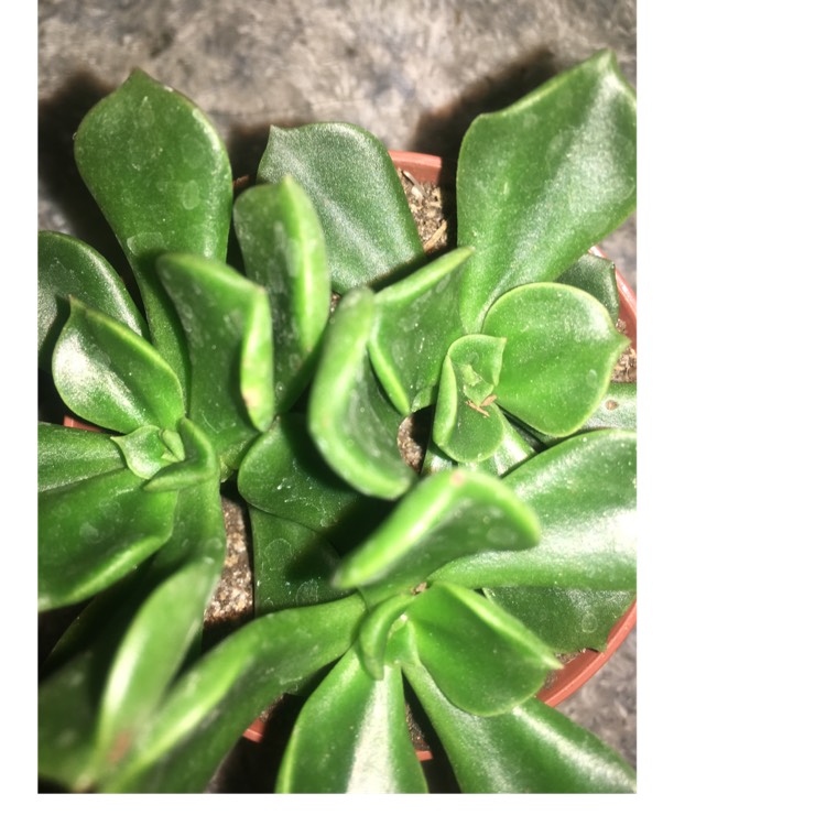 Plant image Peperomia Wolfgang Krahni