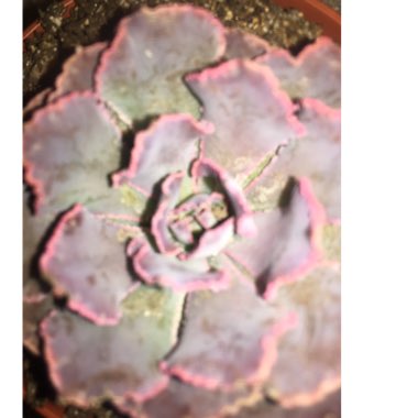 Echeveria Shaviana Pink Frills