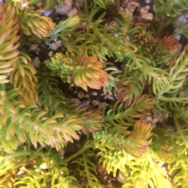 Sedum Rupestre Angelina