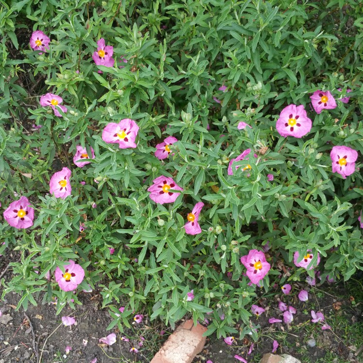 plant image 110419 plant image 110419