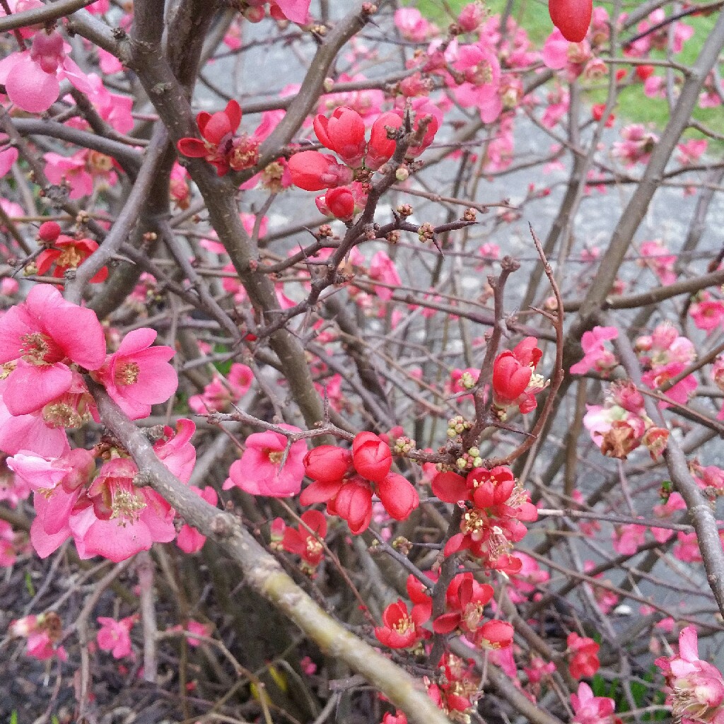 Plant image Chaenomeles japonica 'Cido'