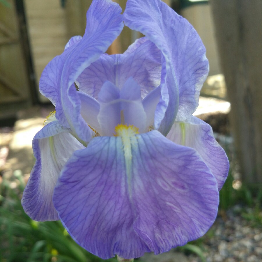 Plant image Iris x germanica 'Jane Phillips'