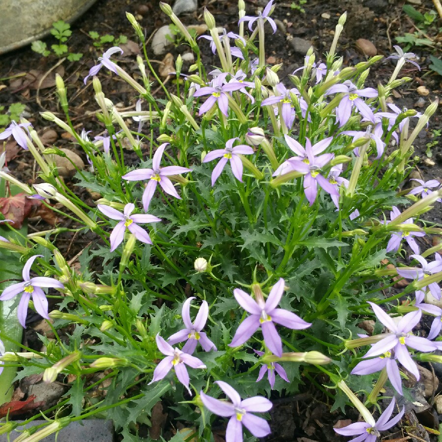 Plant image Lobelia pendunculata syn. Isotoma fluviatilis, Laurentia fluviatilis, Lobelia fluviatilis, Pratia puberula