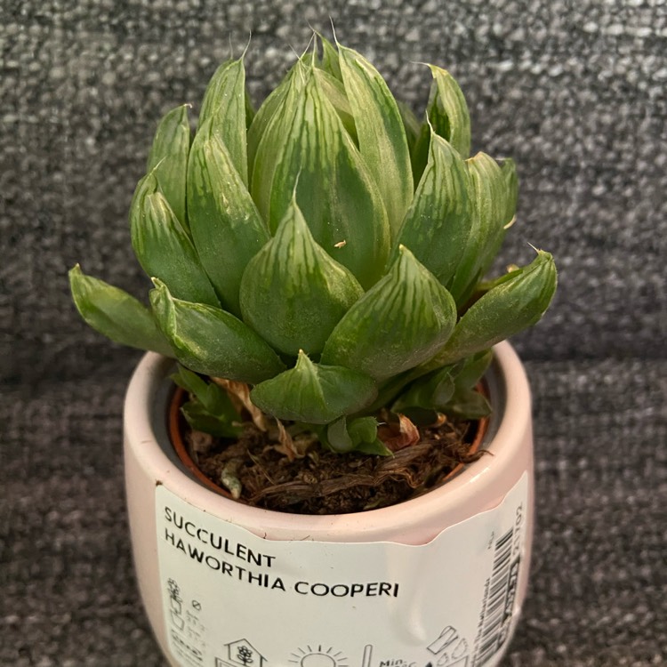 Plant image Haworthia Cooperi var. Neon Light