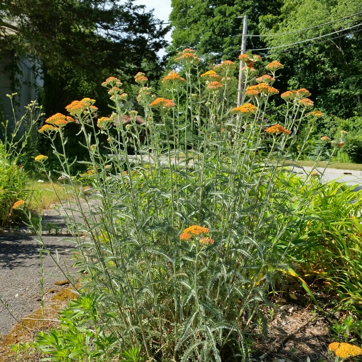 Yarrow 'Terracotta'
