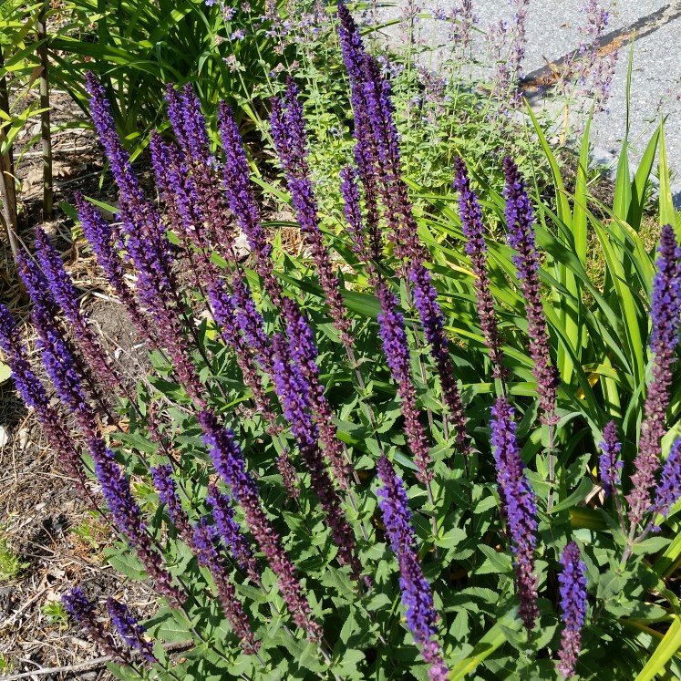 Balkan Clary Sage 'Caradonna'