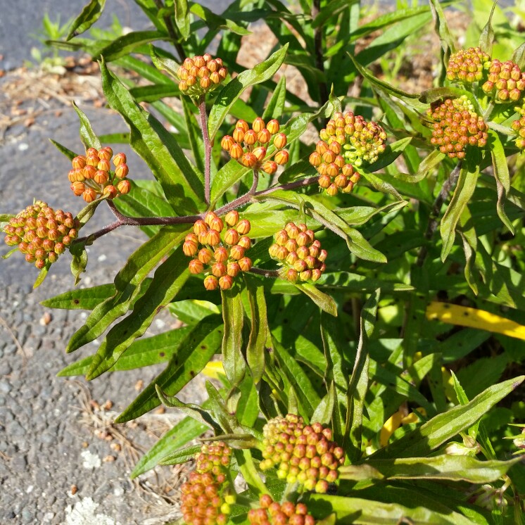 Orange Milkweed