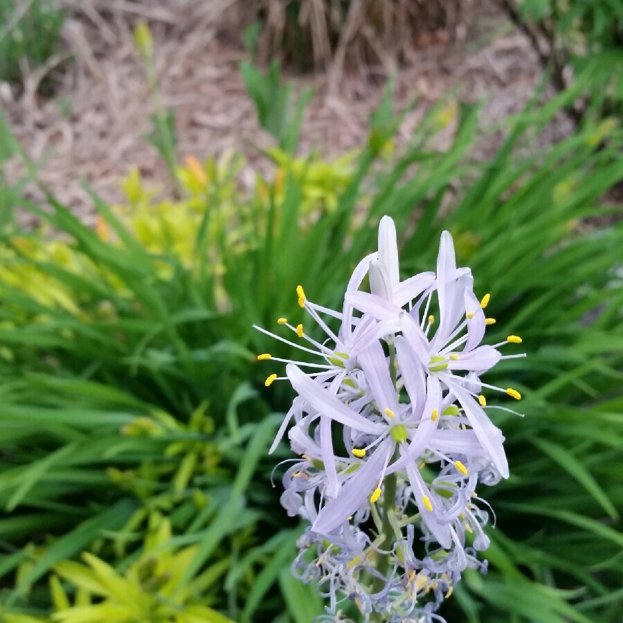 plant image 93193
