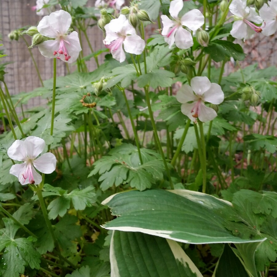 Plant image Geranium x cantabrigiense 'Biokovo'