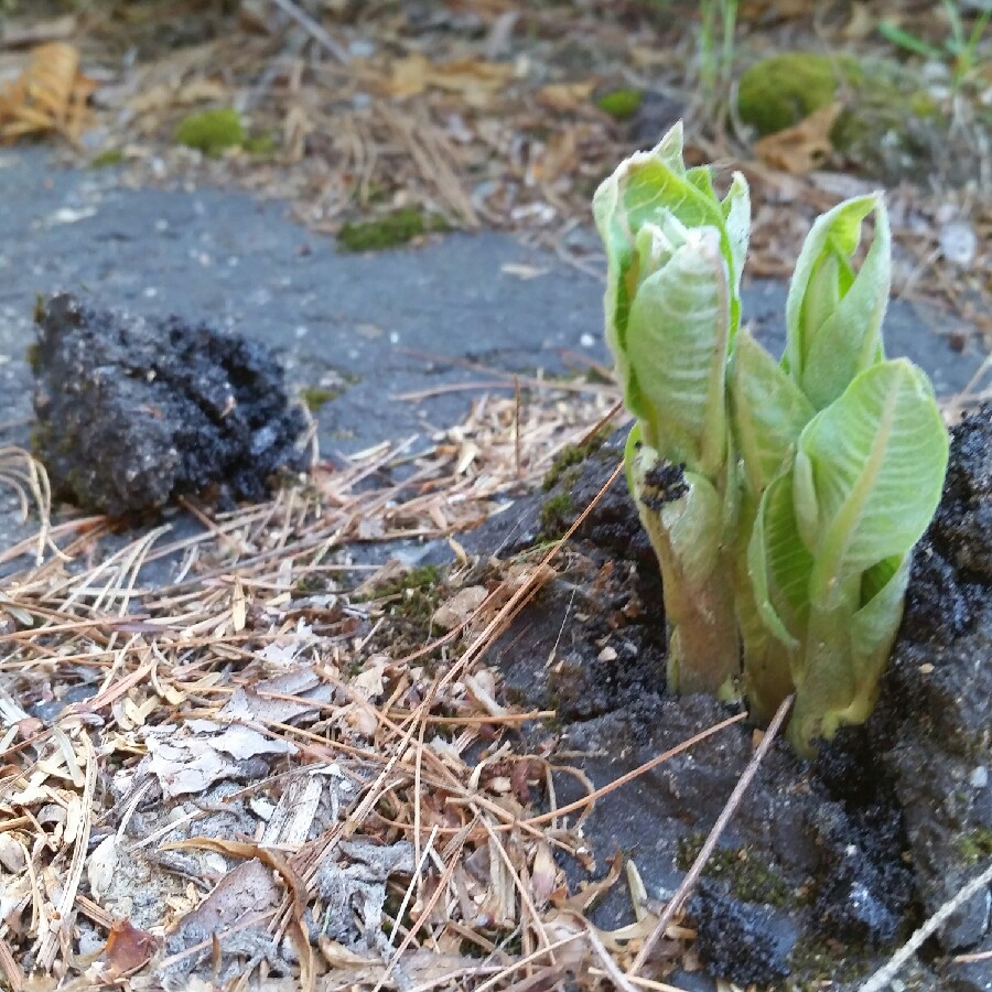 Common Milkweed