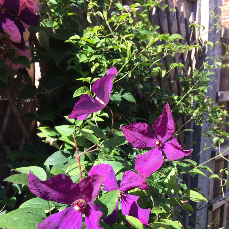 Plant image Clematis viticella 'Polish Spirit'