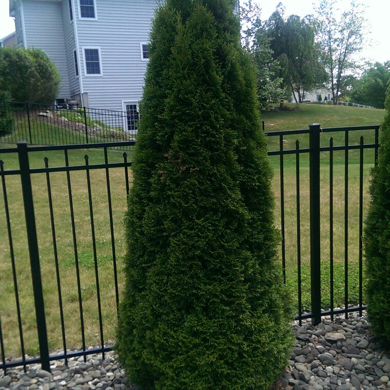 Plant image Thuja occidentalis 'Emerald Green'