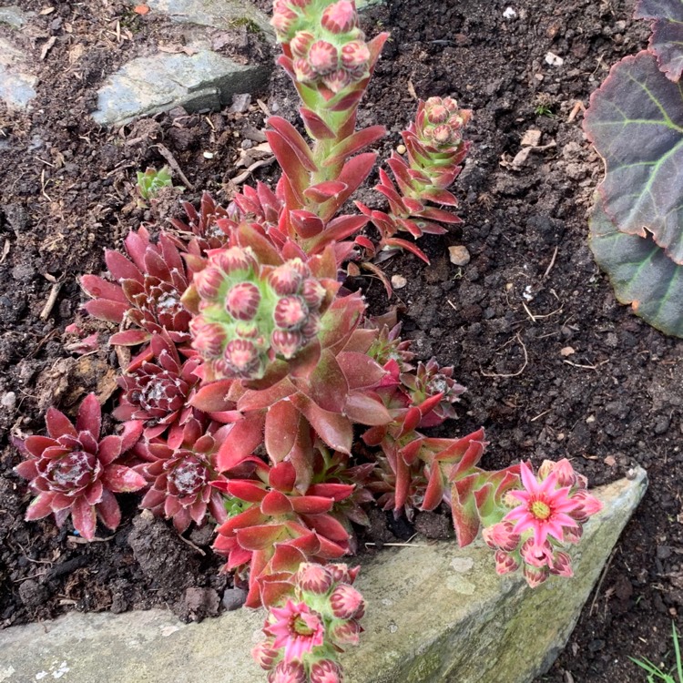plant image 1096883