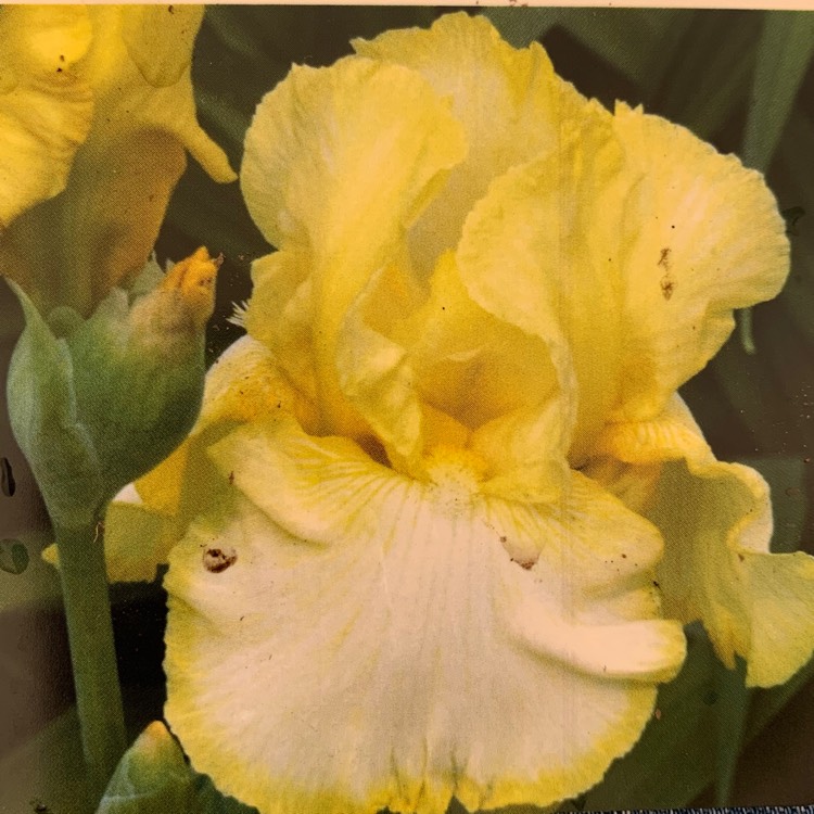 plant image 1105097