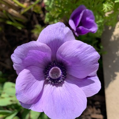 Poppy Flowered Anemone 'Harmony Blue'
