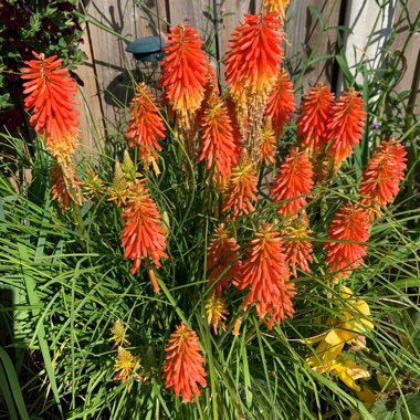Fiona's garden