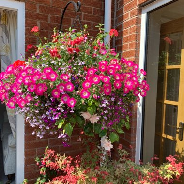 Fiona's garden