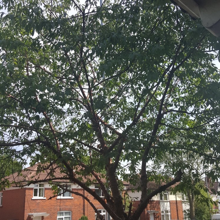 Plant image Prunus Serrulata 'Shirofugen'
