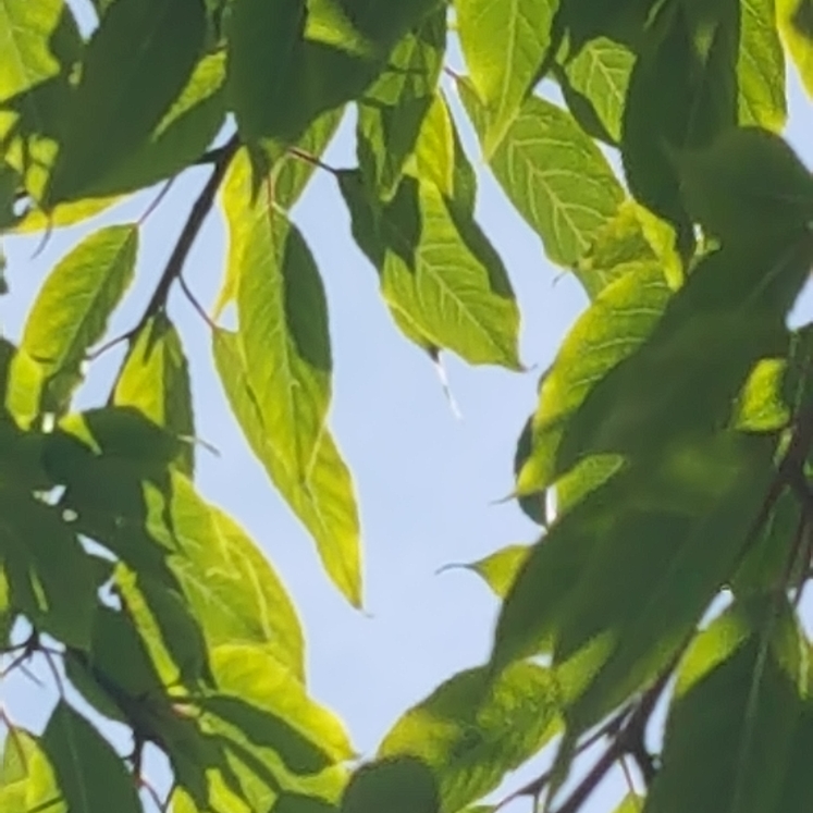 Plant image Prunus Serrulata 'Shirofugen'