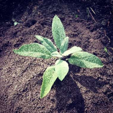 Salvia officinalis
