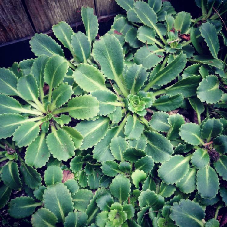 Plant image Saxifraga Umbrosa