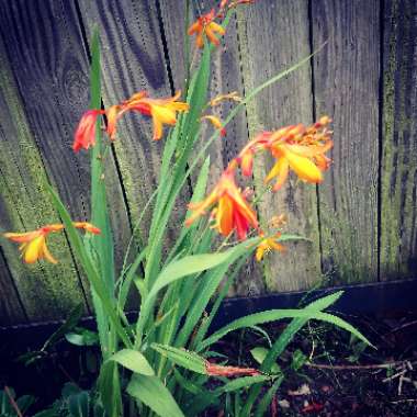 Montbretia