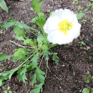 Icelandic Poppy 'Gartenzwerg Group'