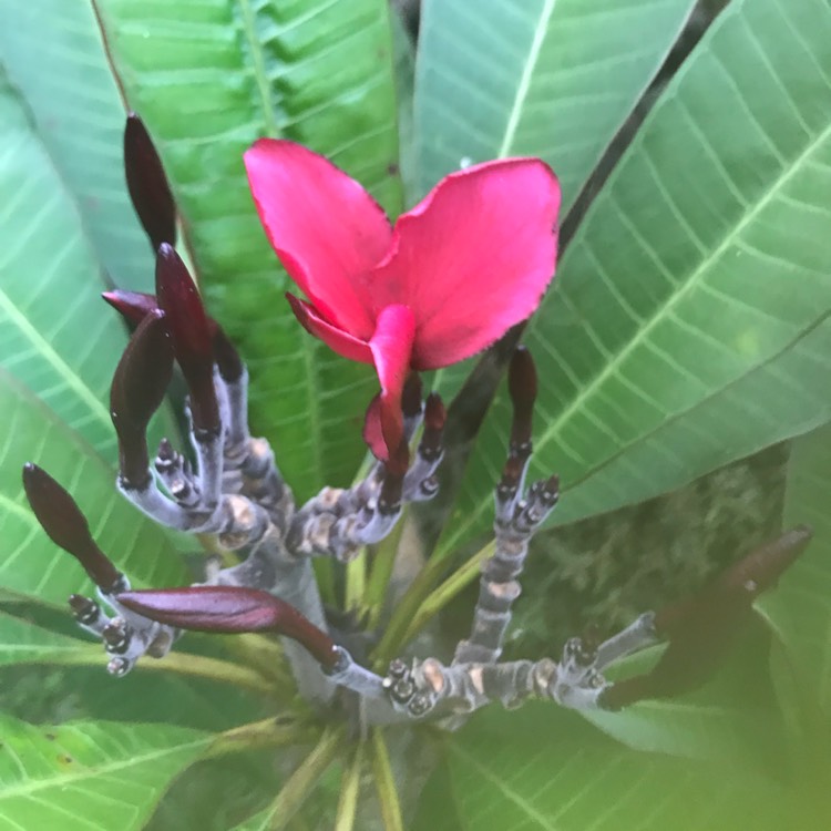 Plant image Plumeria 'Black Red'
