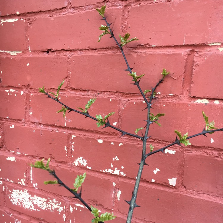 Plant image Zanthoxylum bungeanum syn. Zanthoxylum simulans