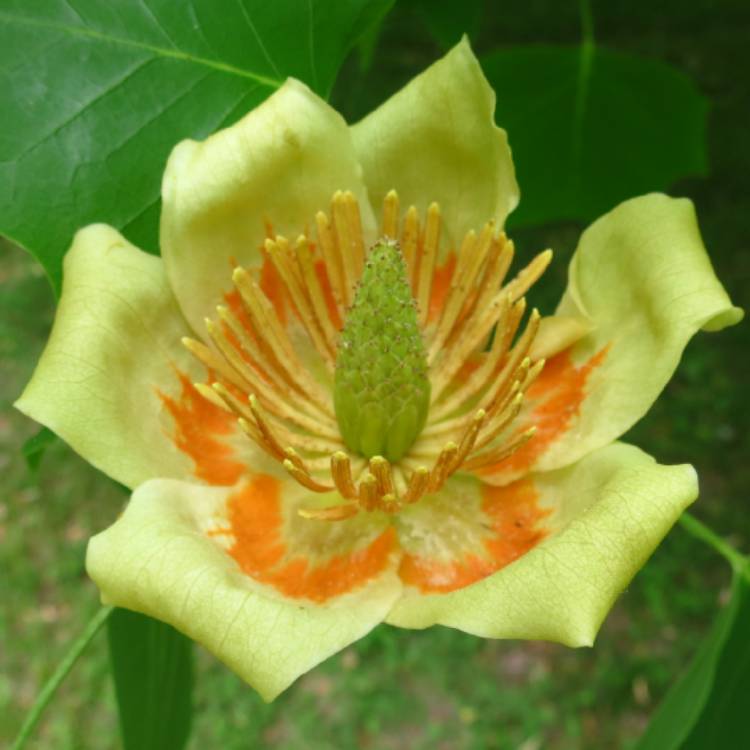 plant image 758891
