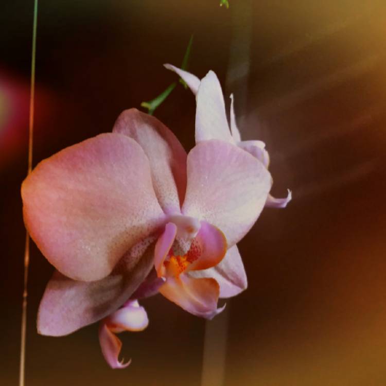 plant image 794431